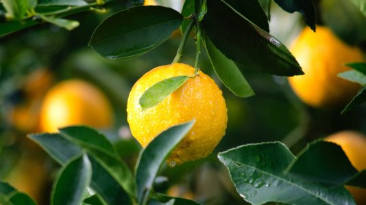 Zitronen am Baum – Quelle von echter Zitronensäure