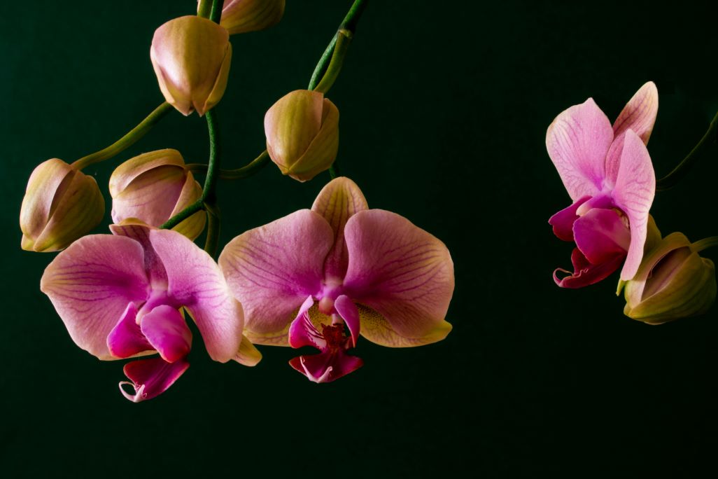 Orchideen pflegen: Orchideenpflege & Düngen mit Bio