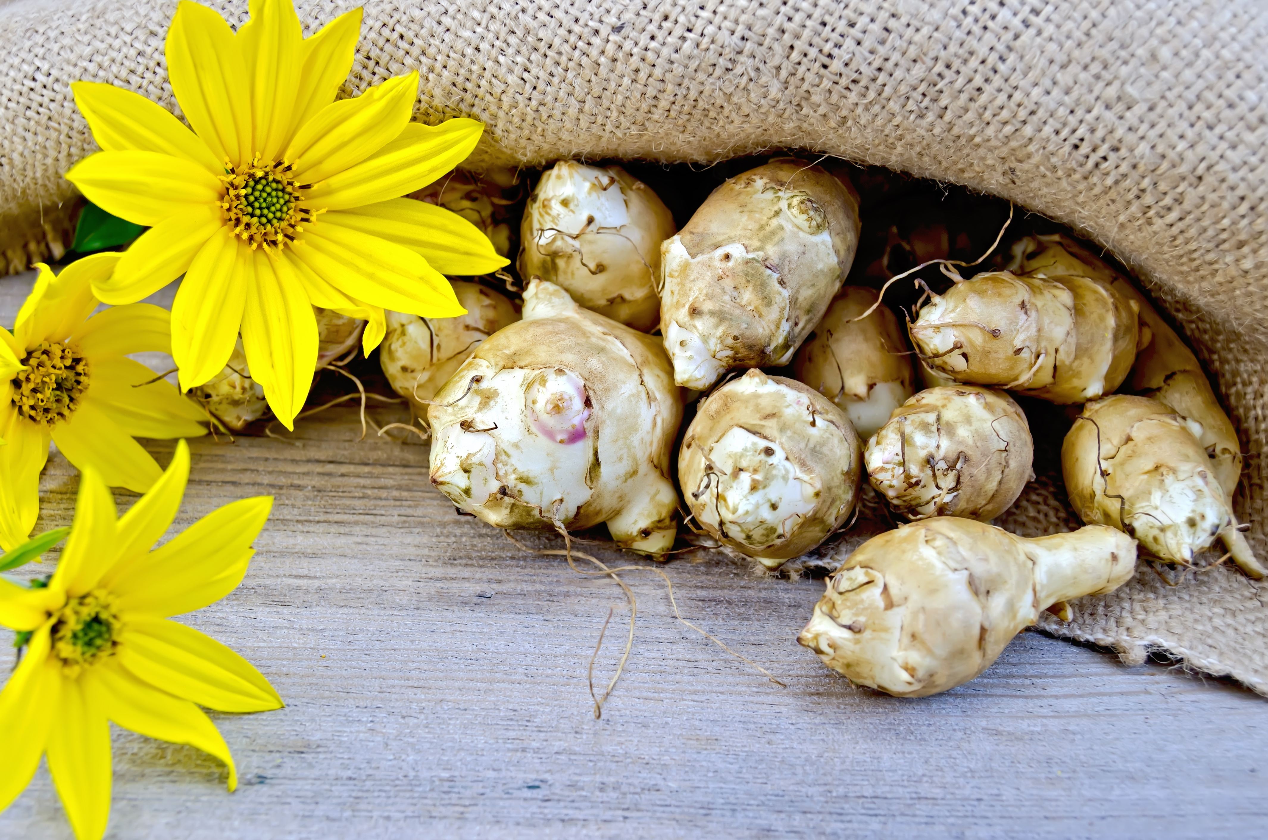 Topinambur Knolle aus eigenem Garten zubereiten